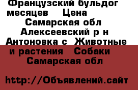 Французский бульдог 8 месяцев  › Цена ­ 10 000 - Самарская обл., Алексеевский р-н, Антоновка с. Животные и растения » Собаки   . Самарская обл.